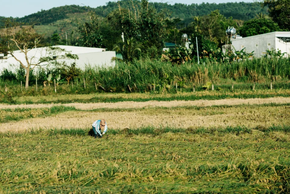 Kho gạo của Nguyễn Thị Hòa